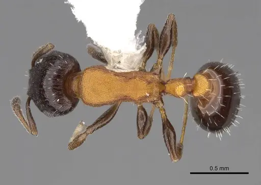 Temnothorax emmae specimen CASENT0922578 image casent0922578_1