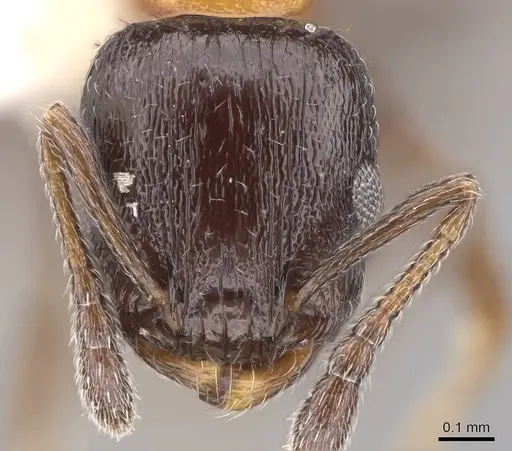 Temnothorax emmae specimen CASENT0922578 image casent0922578_2