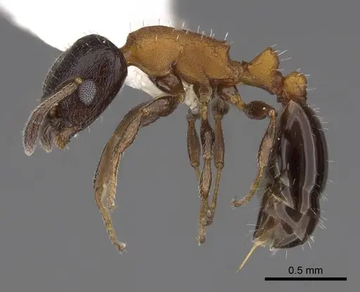 Temnothorax emmae specimen CASENT0922578 image casent0922578_3