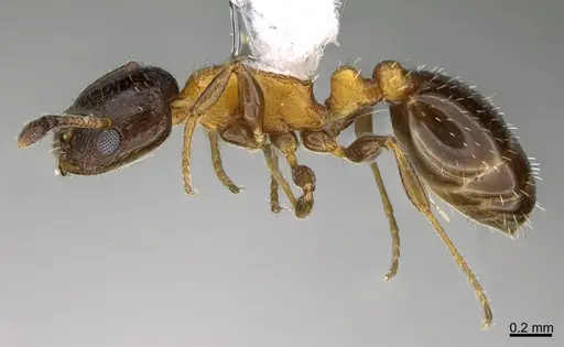 Temnothorax emmae specimen CASENT0923600 image casent0923600_1