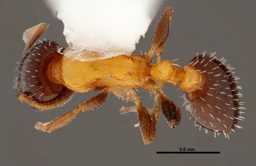 Temnothorax emmae specimen FMNHINS0000047961 image fmnhins0000047961_1