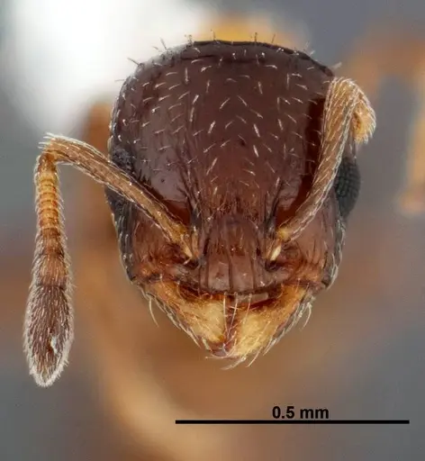 Temnothorax emmae specimen FMNHINS0000047961 image fmnhins0000047961_2