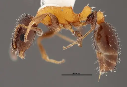 Temnothorax emmae specimen FMNHINS0000047961 image fmnhins0000047961_3