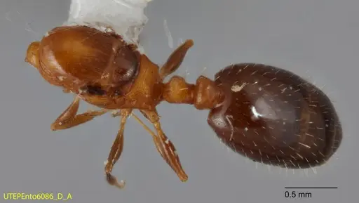 Temnothorax emmae specimen UTEPENTO6086-01 image utepento6086-01_1