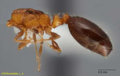 Temnothorax emmae specimen UTEPENTO6086-01 image utepento6086-01_2