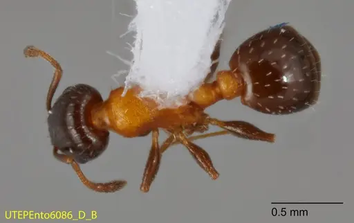 Temnothorax emmae specimen UTEPENTO6086-02 image utepento6086-02_1