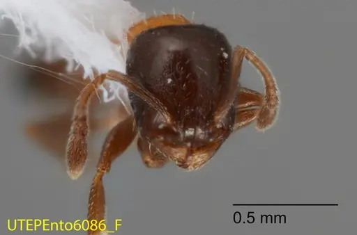 Temnothorax emmae specimen UTEPENTO6086-02 image utepento6086-02_2