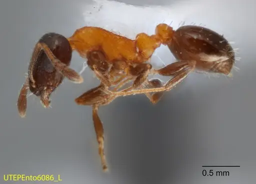 Temnothorax emmae specimen UTEPENTO6086-02 image utepento6086-02_3