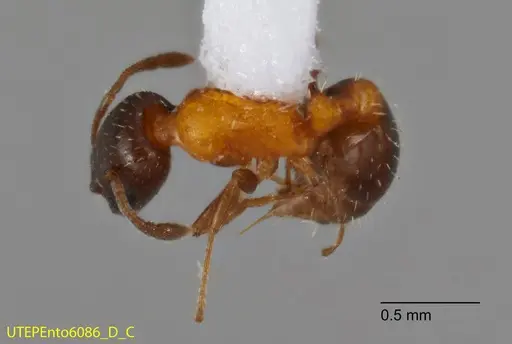 Temnothorax emmae specimen UTEPENTO6086-03 image utepento6086-03_1