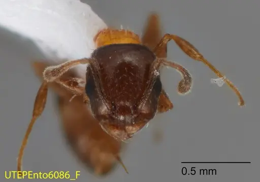 Temnothorax emmae specimen UTEPENTO6086-03 image utepento6086-03_2