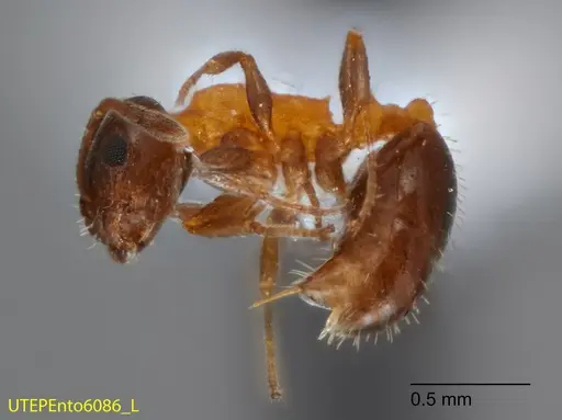 Temnothorax emmae specimen UTEPENTO6086-03 image utepento6086-03_3