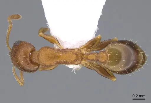 Temnothorax evagorae specimen CASENT0923705 image casent0923705_1