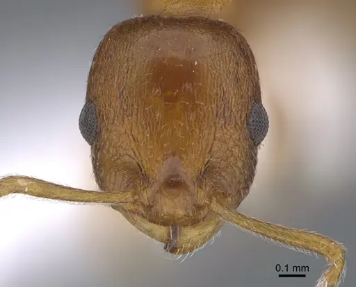 Temnothorax evagorae specimen CASENT0923705 image casent0923705_2