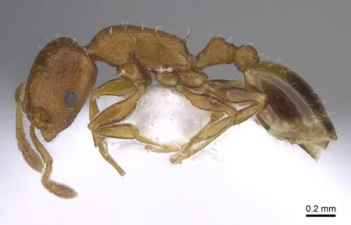 Temnothorax evagorae specimen CASENT0923705 image casent0923705_3