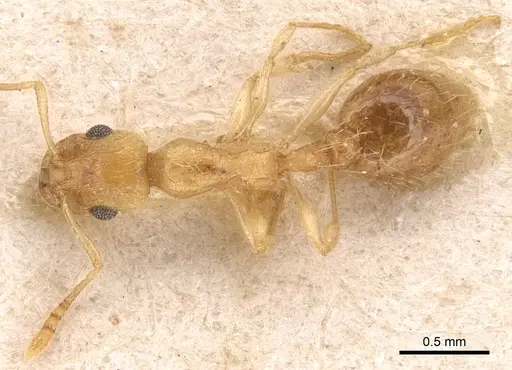 Temnothorax finzii specimen CASENT0904766 image casent0904766_1