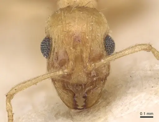 Temnothorax finzii specimen CASENT0904766 image casent0904766_2