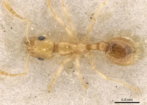 Temnothorax finzii specimen CASENT0909062 image casent0909062_1