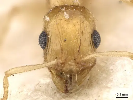 Temnothorax finzii specimen CASENT0909062 image casent0909062_2