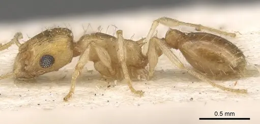 Temnothorax finzii specimen CASENT0909062 image casent0909062_3