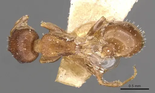 Temnothorax flavispinus specimen CASENT0909029 image casent0909029_1