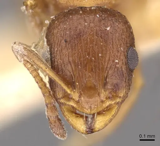 Temnothorax flavispinus specimen CASENT0909029 image casent0909029_2