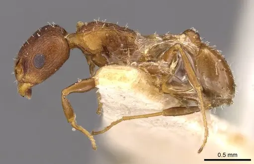 Temnothorax flavispinus specimen CASENT0909029 image casent0909029_3