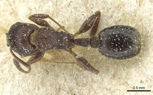 Temnothorax flavispinus specimen CASENT0912929 image casent0912929_1