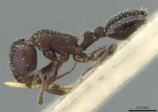 Temnothorax flavispinus specimen CASENT0912929 image casent0912929_3