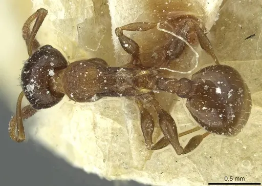 Temnothorax flavispinus specimen CASENT0912930 image casent0912930_1