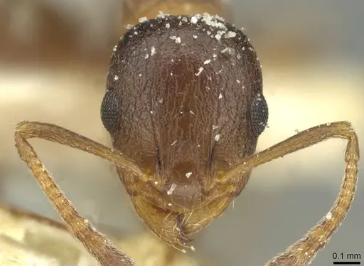 Temnothorax flavispinus specimen CASENT0912930 image casent0912930_2
