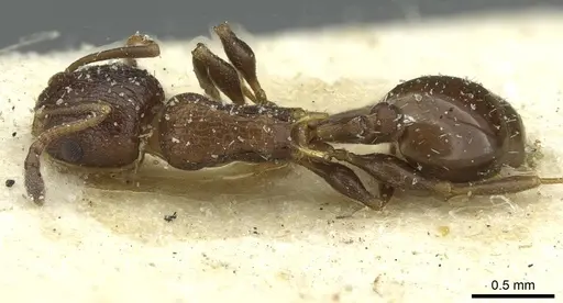 Temnothorax flavispinus specimen CASENT0912932 image casent0912932_1
