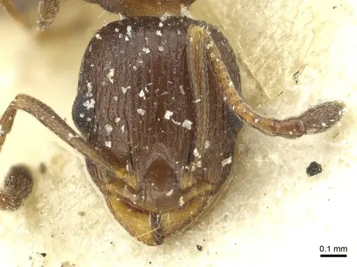 Temnothorax flavispinus specimen CASENT0912932 image casent0912932_2