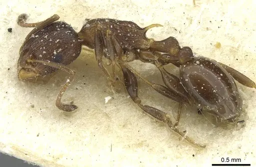 Temnothorax flavispinus specimen CASENT0912932 image casent0912932_3