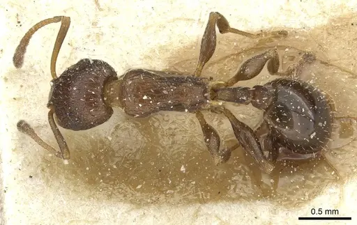 Temnothorax flavispinus specimen CASENT0912934 image casent0912934_1
