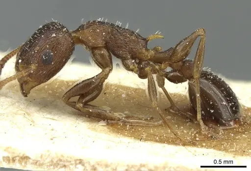 Temnothorax flavispinus specimen CASENT0912934 image casent0912934_3