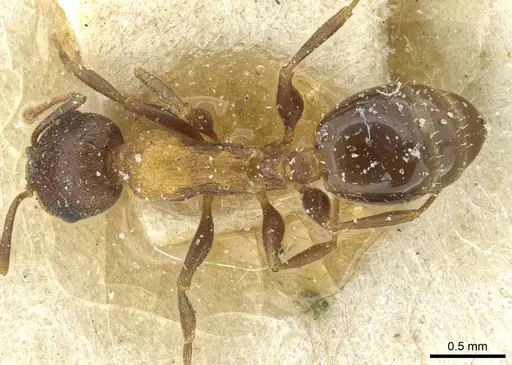 Temnothorax flavispinus specimen CASENT0912935 image casent0912935_1