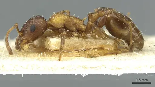 Temnothorax flavispinus specimen CASENT0912935 image casent0912935_3