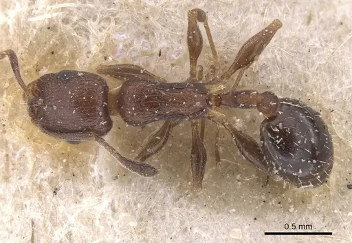 Temnothorax flavispinus specimen CASENT0915397 image casent0915397_1