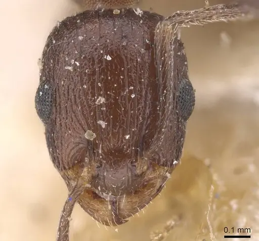 Temnothorax flavispinus specimen CASENT0915397 image casent0915397_2