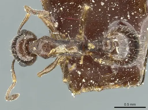 Temnothorax foreli specimen CASENT0912936 image casent0912936_1