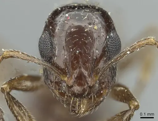 Temnothorax foreli specimen CASENT0912936 image casent0912936_2