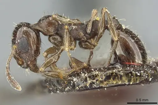 Temnothorax foreli specimen CASENT0912936 image casent0912936_3