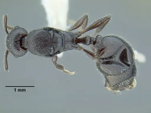 Temnothorax fortispinosus specimen JTLC000010282 image jtlc000010282_1
