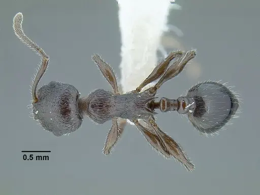 Temnothorax fortispinosus specimen JTLC000010282 image jtlc000010282_2