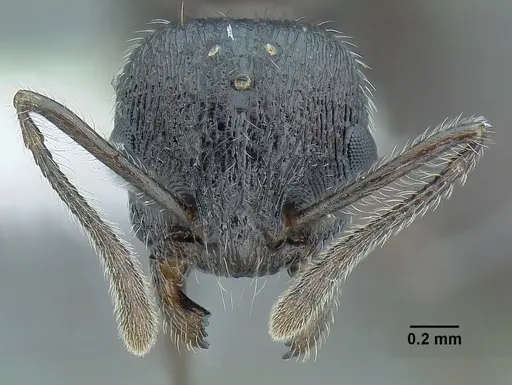 Temnothorax fortispinosus specimen JTLC000010282 image jtlc000010282_3
