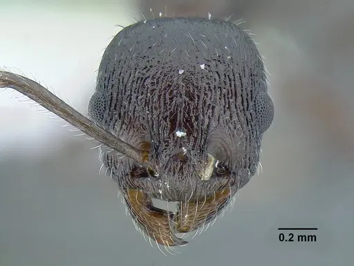 Temnothorax fortispinosus specimen JTLC000010282 image jtlc000010282_4