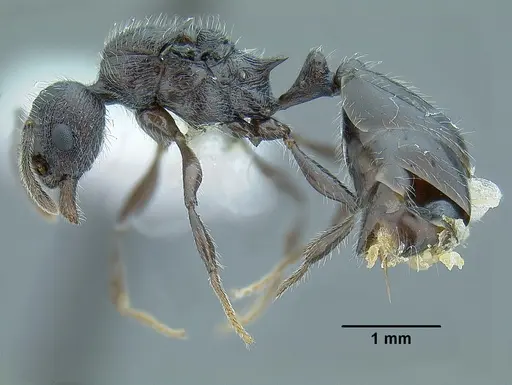 Temnothorax fortispinosus specimen JTLC000010282 image jtlc000010282_5