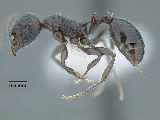 Temnothorax fortispinosus specimen JTLC000010282 image jtlc000010282_6