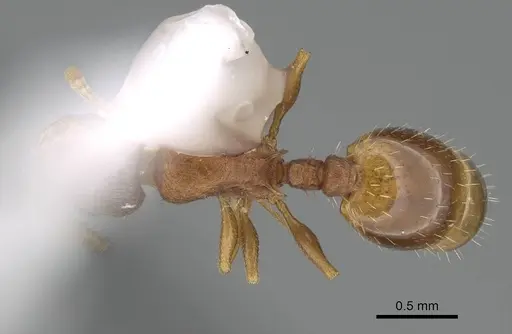 Temnothorax fragosus specimen CASENT0919832 image casent0919832_1