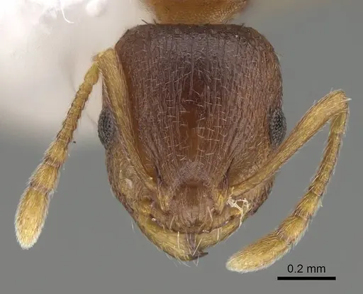 Temnothorax fragosus specimen CASENT0919832 image casent0919832_2
